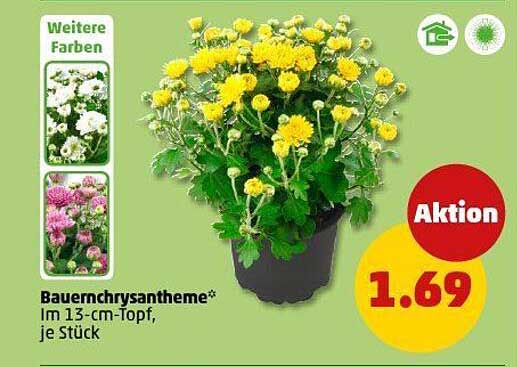 Bauernchrysantheme im 13-cm-Topf, je Stück