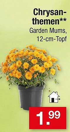 Chrysanthemen** Garden Mums, 12-cm-Topf