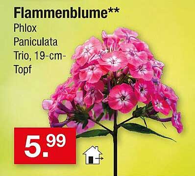Flammenblume** Phlox Paniculata Trio, 19-cm-Topf