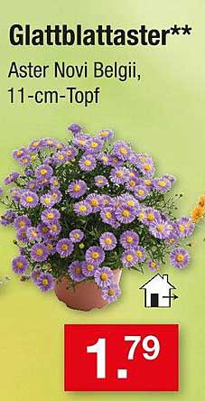 Glattblättaster Aster Novi Belgii, 11-cm-Topf