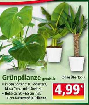 Grünpflanze gemischt