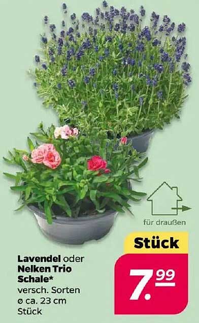 Lavendel oder Nelken Trio Schale - verschiedene Sorten Ø ca. 23 cm