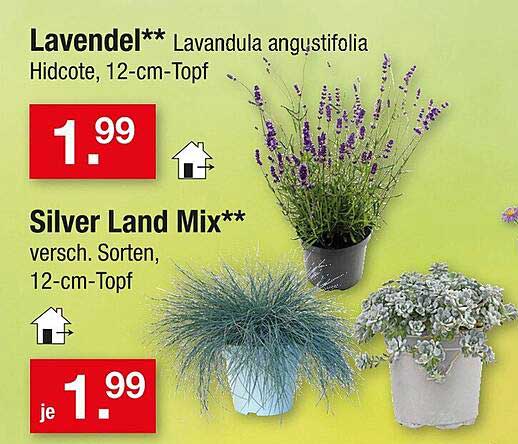 Lavendel und Silver Land Mix - Verfügbar für je 1,99 €