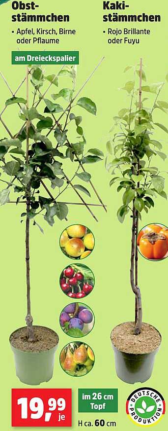 Obststämmchen: Apfel, Kirsche, Birne oder Pflaume - am Dreiecksspaliere