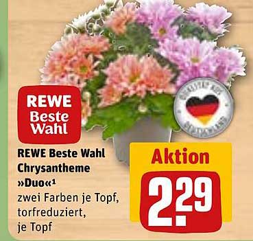 REWE Beste Wahl Chrysantheme »Duo«
