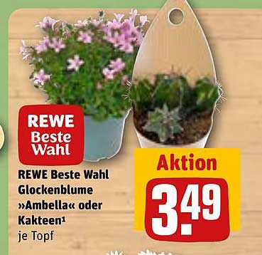 REWE Beste Wahl Glockenblume »Ambella« oder Kakteen je Topf