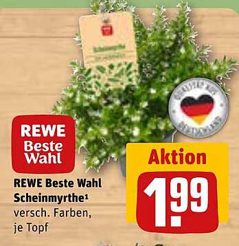 REWE Beste Wahl Scheinmyrthe – verschiedene Farben, je Topf