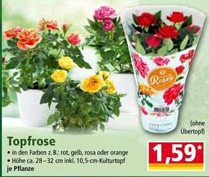 Topfrose in verschiedenen Farben