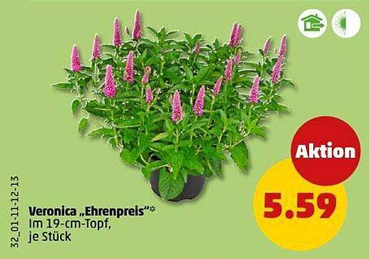 Veronica „Ehrenpreis“ im 19-cm-Topf, je Stück