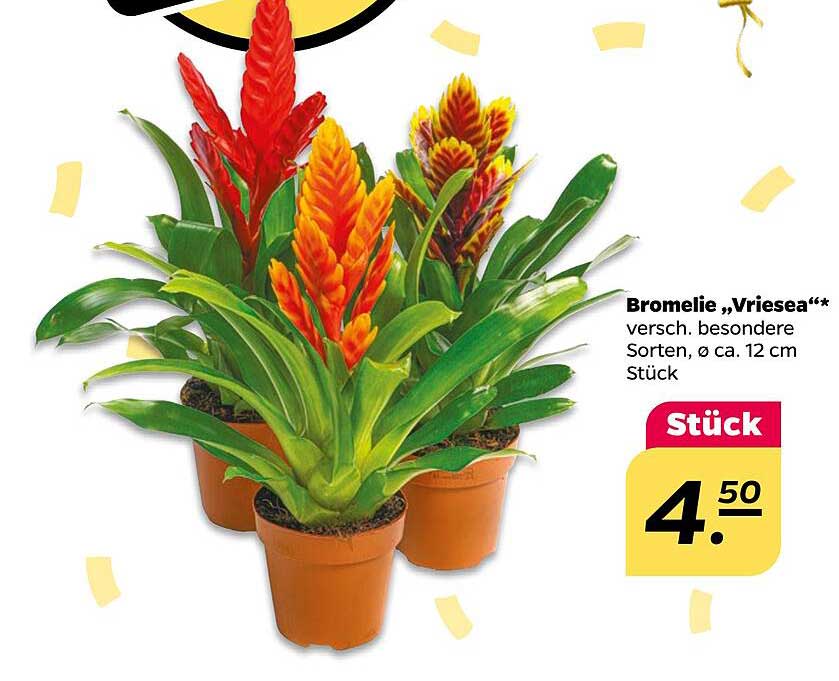 Bromelie „Vriesea“ – verschiedene besondere Sorten, Ø ca. 12 cm