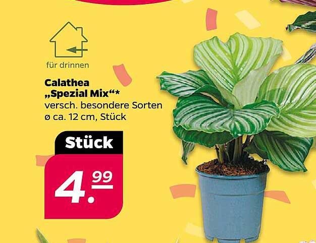 Calathea "Spezial Mix" - verschiedene besondere Sorten