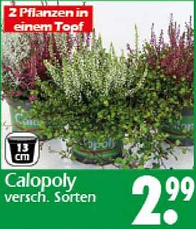 Calopoly - 2 Pflanzen in einem Topf, verschiedene Sorten