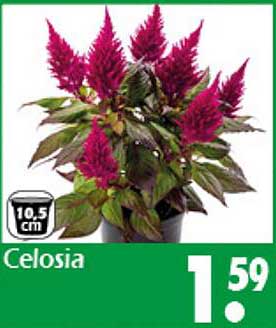 Celosia - Farbexplosion für Ihr Zuhause