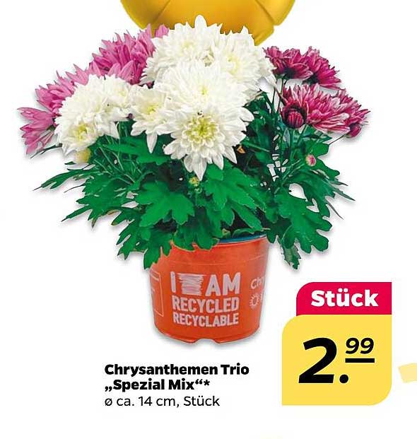 Chrysanthemen Trio „Spezial Mix“