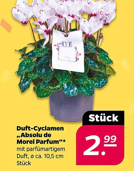 Duft-Cyclamen „Absolu de Morel Parfum“