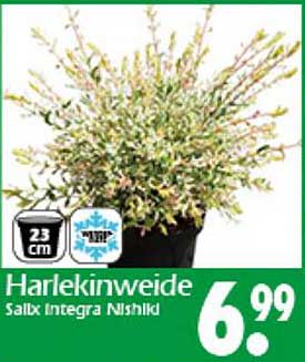 Harlekinweide - Salix Integra Nishiki im 23 cm Topf