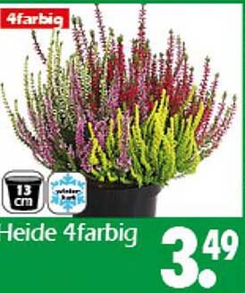 Heide 4farbig