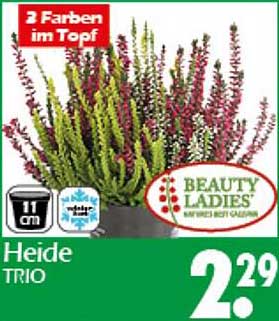 Heide Trio - 3 Farben im Topf