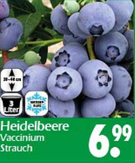 Heidelbeere Vaccinium Strauch
