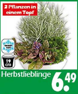 Herbstlieblinge - 2 Pflanzen in einem Topf
