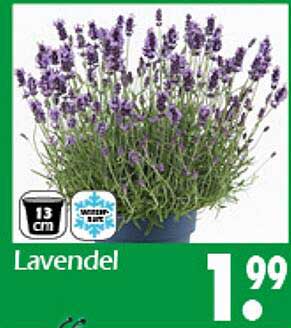 Lavendel - 13 cm Topf