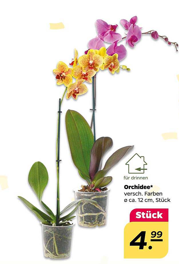 Orchidee* verschiedene Farben Ø ca. 12 cm, Stück