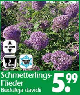 Schmetterlings-Flieder Buddleja davidii
