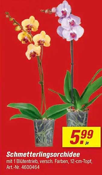 Schmetterlingsorchidee mit 1 Blütentrieb, versch. Farben, 12-cm-Topf