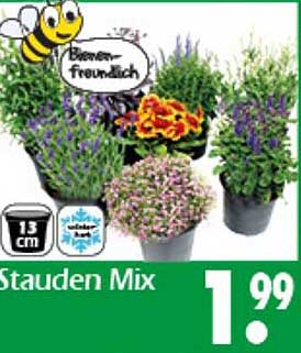 Stauden Mix