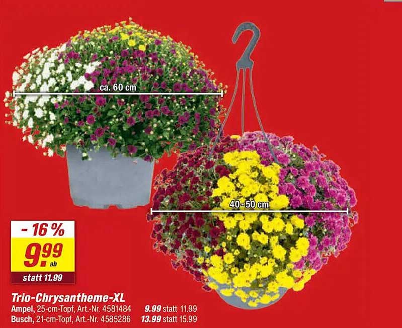 Trio-Chrysantheme-XL