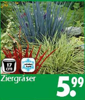 Ziergräser 17 cm