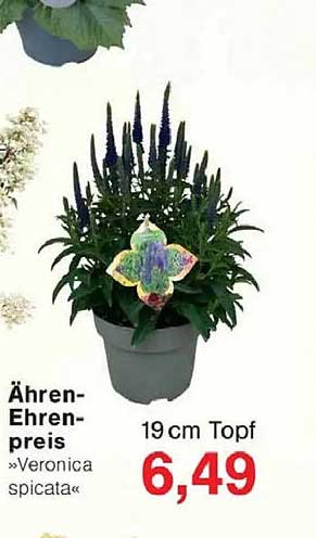 Ähren-Ehrenpreis »Veronica spicata«