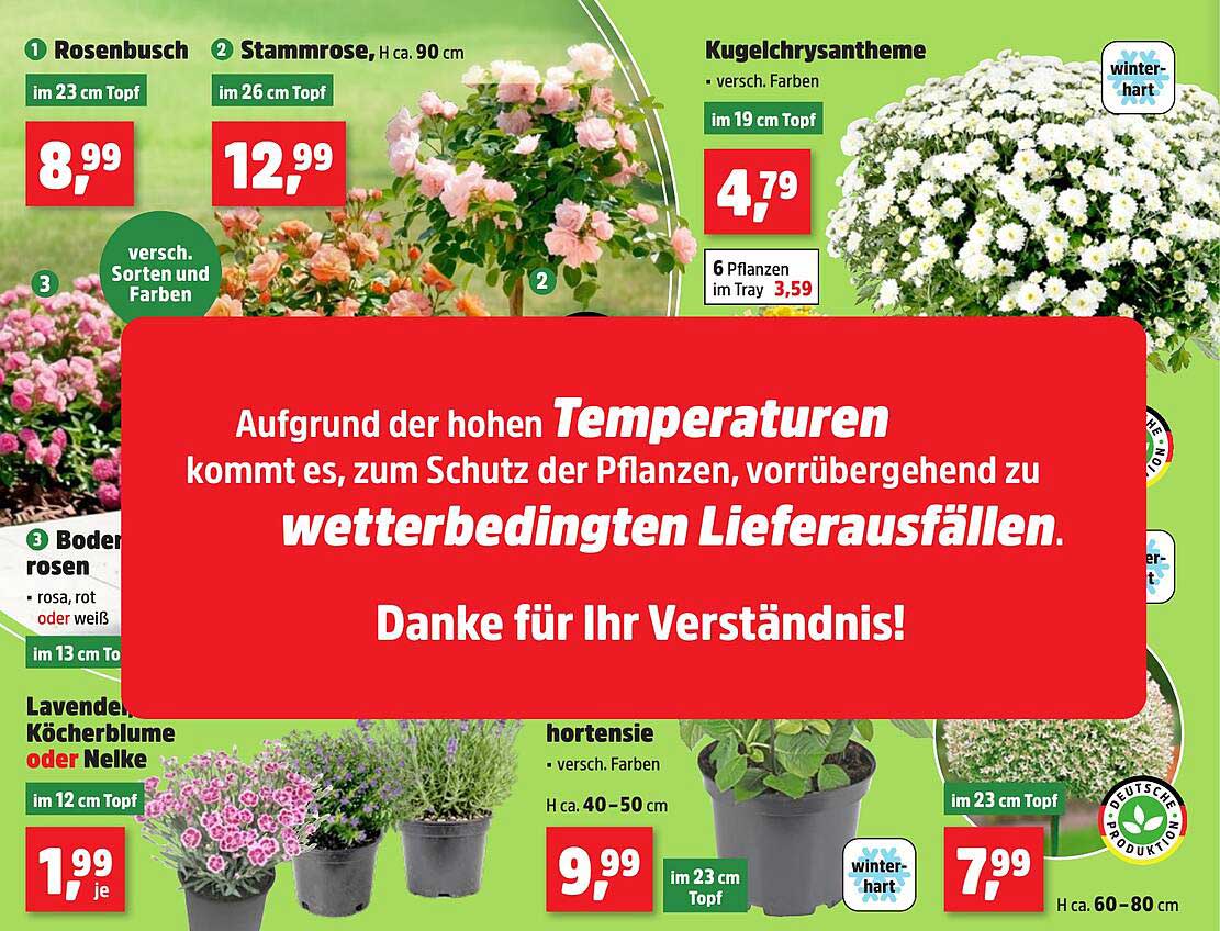 Aufgrund der hohen Temperaturen kommt es, zum Schutz der Pflanzen, vorübergehend zu wetterbedingten Lieferausfällen. Danke für Ihr Verständnis!
