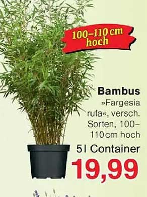 Bambus »Fargesia rufa«, versch. Sorten, 100–110 cm hoch, 5 l Container