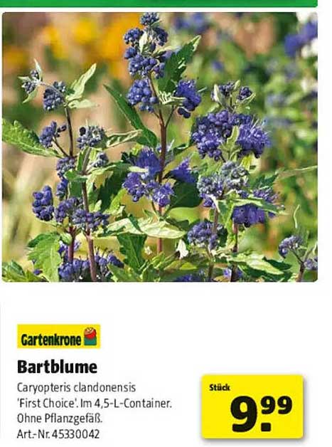 Bartblume