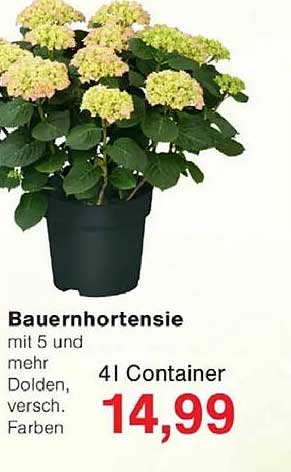 Bauernhortensie