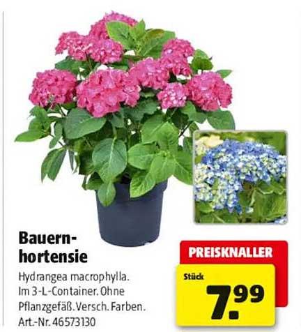 Bauernhortensie
