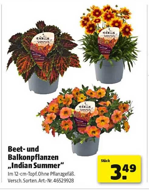 Beet- und Balkonpflanzen „Indian Summer“