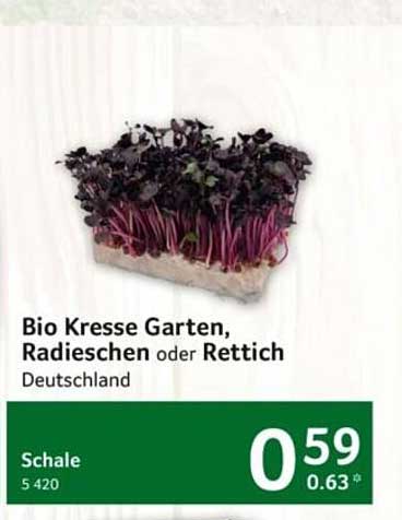 Bio Kresse Garten, Radieschen oder Rettich