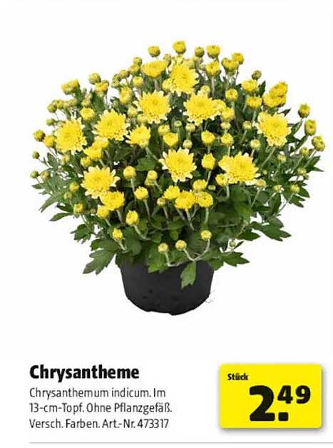 Chrysantheme