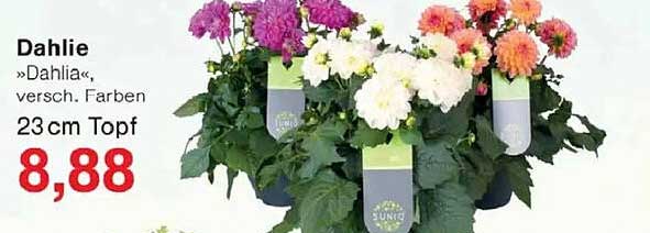 Dahlie »Dahlia«, versch. Farben 23 cm Topf