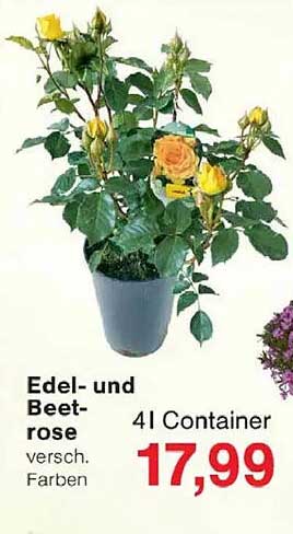 Edel- und Beetrose, versch. Farben 4 l Container