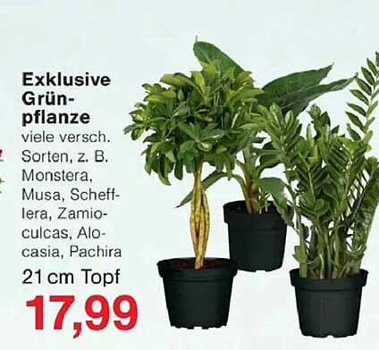 Exklusive Grünpflanze viele versch. Sorten, z. B. Monstera, Musa, Schefflera, Zamioculcas, Alocasia, Pachira 21 cm Topf