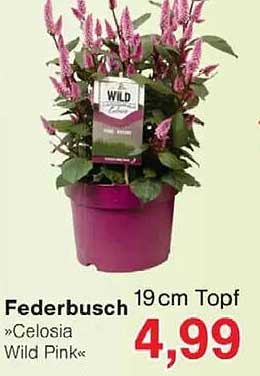 Federbusch »Celosia Wild Pink« 19cm Topf
