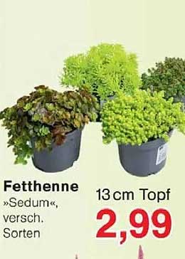 Fetthenne »Sedum«, versch. Sorten