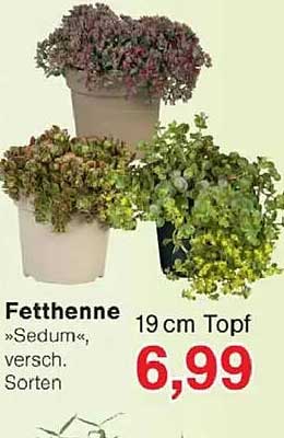Fetthenne „Sedum“, versch. Sorten
