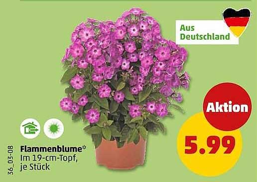 Flammenblume* im 19-cm-Topf, je Stück