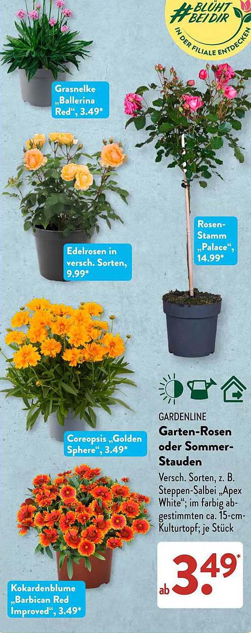 GARDENLINE Garten-Rosen oder Sommer-Stauden