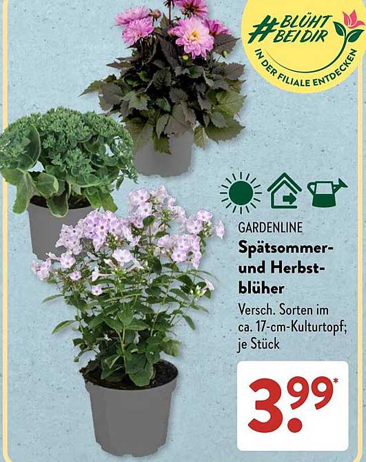 GARDENLINE Spätsommer- und Herbstblüher