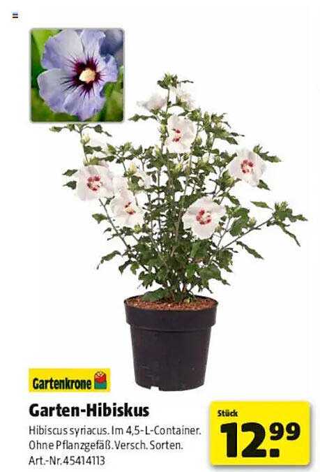 Garten-Hibiskus